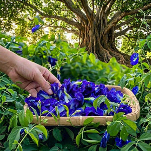 Dried blue butterfly pea flowers for organic herbal tea and natural floral infusion 20kg