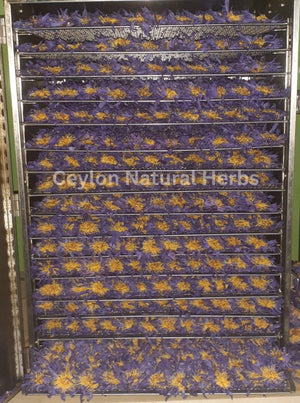 Blue Lotus tea made from dried flowers herbal infusion