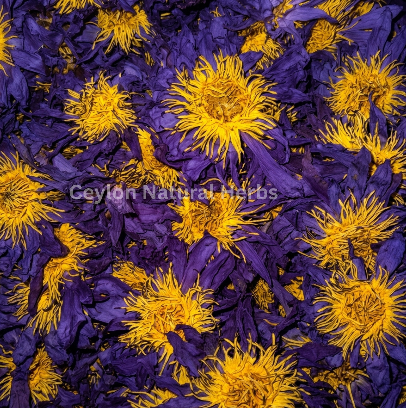 Blue Lotus herbal tea dried flowers Petals for daily wellness routine