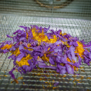 Dried Blue Lotus Flowers for herbal tea natural product