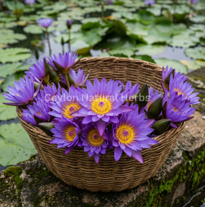 Dried Blue Lotus Flowers for herbal tea natural product
