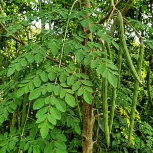 Premium dried moringa leaves for herbal tea, natural whole leaves for clean infusion 20kg
