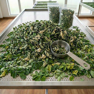 Dried moringa leaves for herbal tea, loose leaf infusion, natural caffeine-free drink 1kg