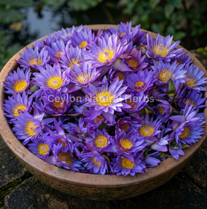 Dried Blue Lotus Flowers mix parts traditional herbal tea ingredient