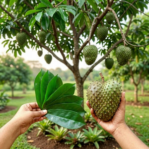 Tropical dried soursop leaves cut pieces for herbal infusion, exotic botanical tea leaves 1kg