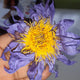 Dried Herbs Whole Flowers