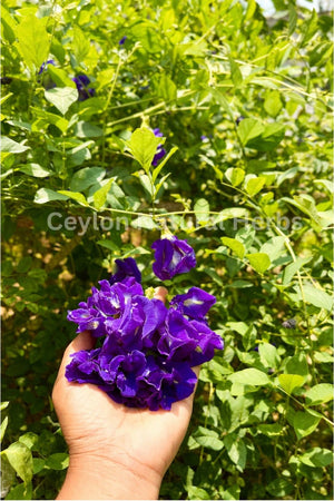 Blue butterfly pea flower tea with natural color changing effect herbal drink 1kg