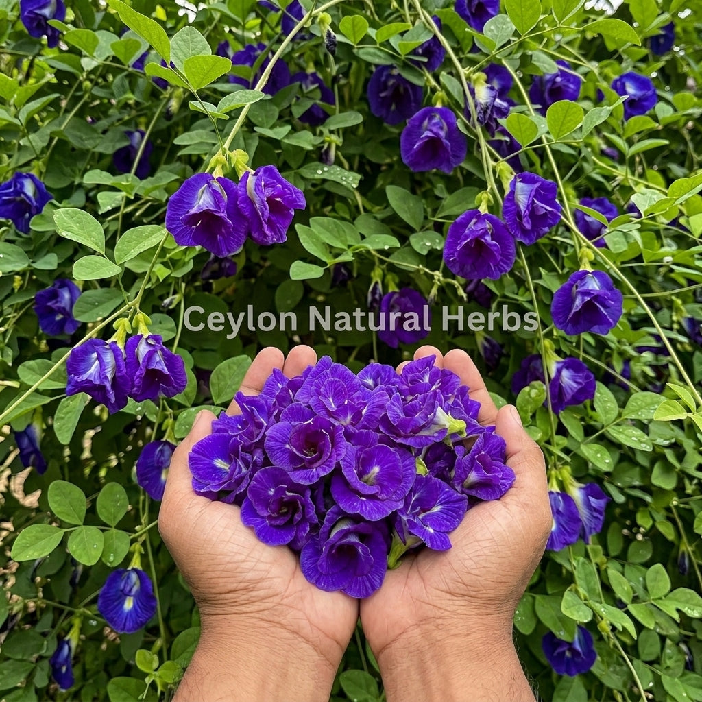 Blue butterfly pea flower tea with natural color changing effect herbal drink 1kg