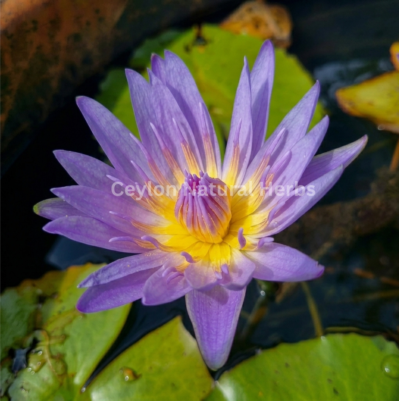 Dried Blue Lotus Flowers used for calming herbal tea