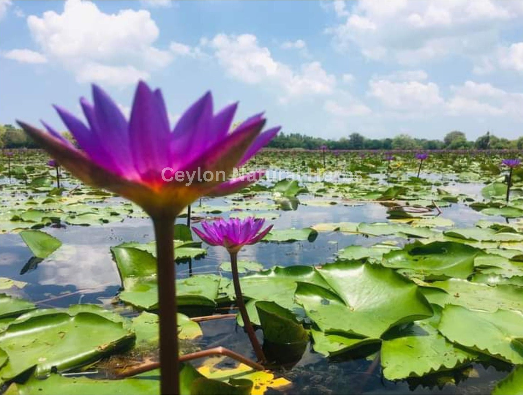Blue Lotus tea made from dried flowers herbal infusion