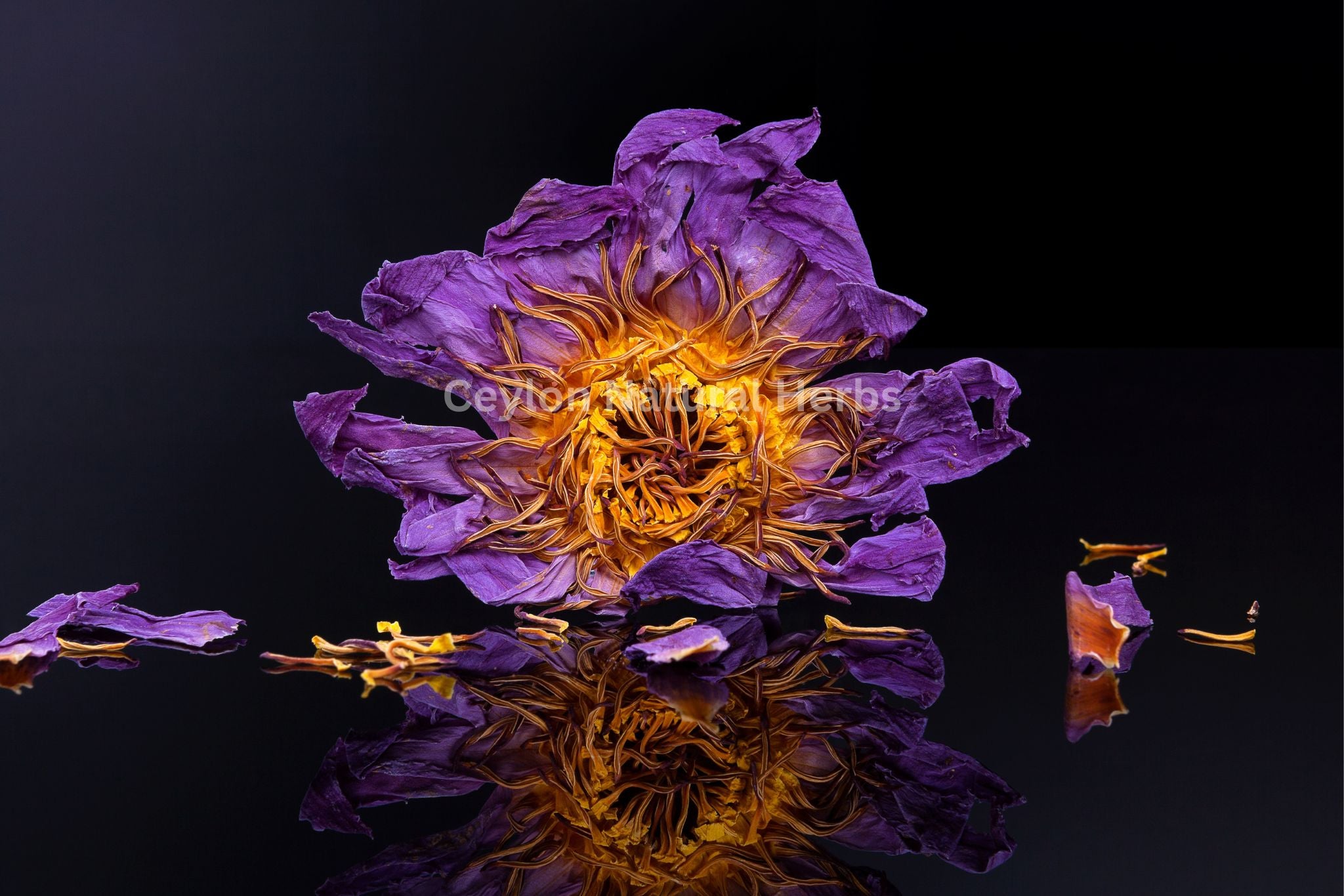 Blue Lotus tea made from dried flowers herbal infusion