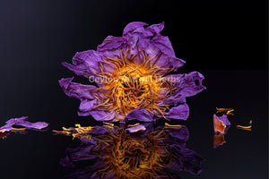 Blue Lotus tea made from dried flowers herbal infusion