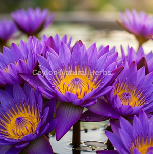 Blue Lotus tea made from dried flowers herbal infusion