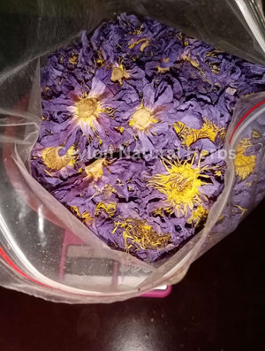 Blue Lotus tea made from dried flowers herbal infusion