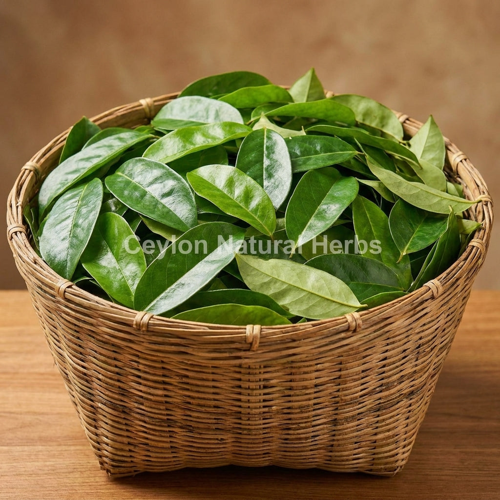 Bulk dried soursop leaves cut pieces for wholesale, high quality graviola leaves supply 20kg
