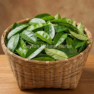Bulk dried soursop leaves cut pieces for wholesale, high quality graviola leaves supply 20kg