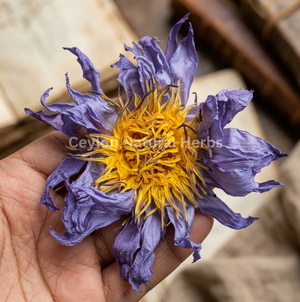 Dried Blue Lotus Flowers for herbal tea natural product