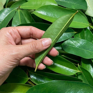 Premium dried soursop leaves (graviola leaves) for herbal tea infusion, natural whole dried leaves 20kg