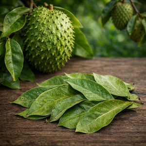 Premium dried soursop leaves (graviola leaves) for herbal tea infusion, natural whole dried leaves 20kg