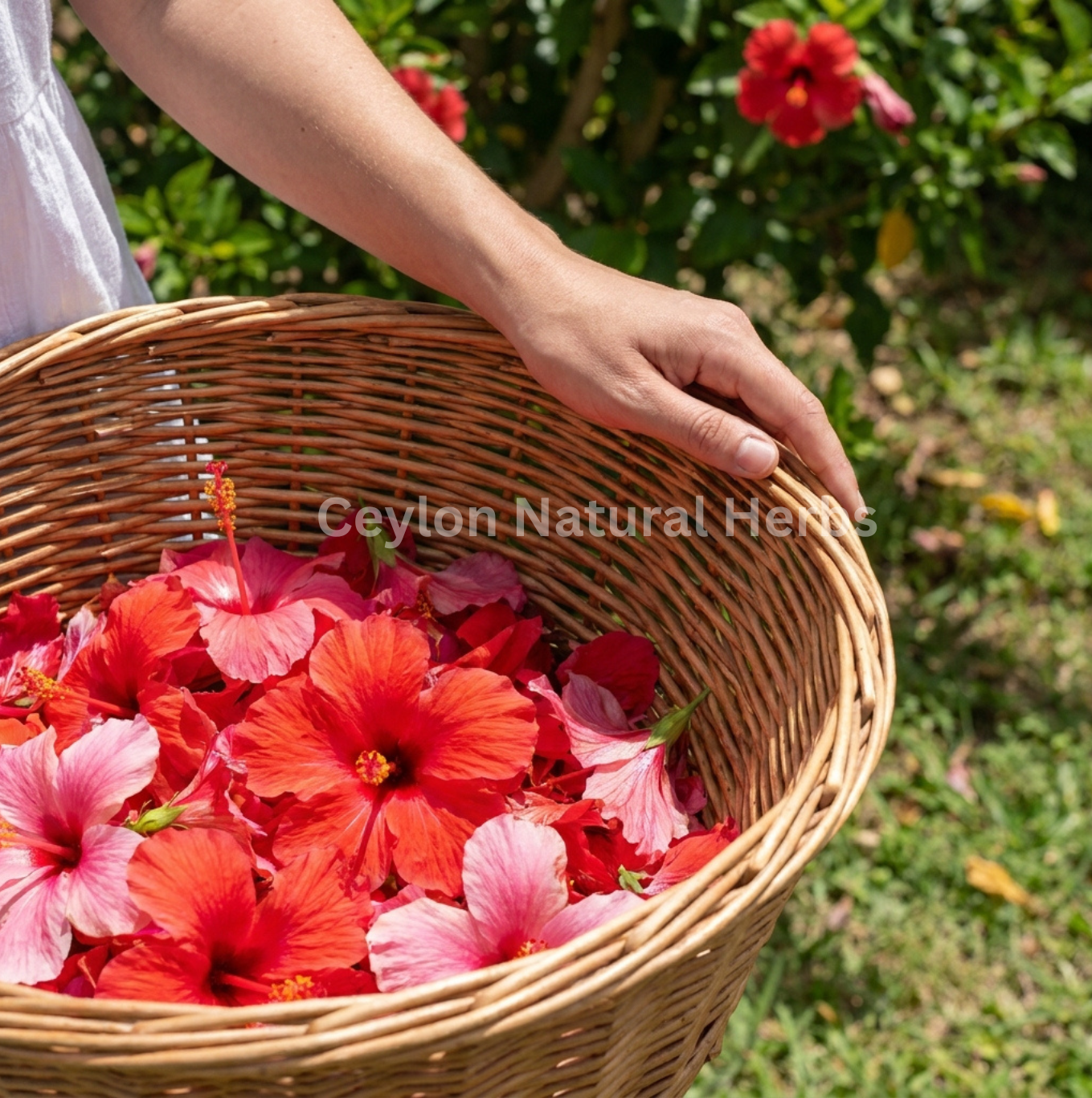 Natural hibiscus floral tea dried herbal ingredients 20kg