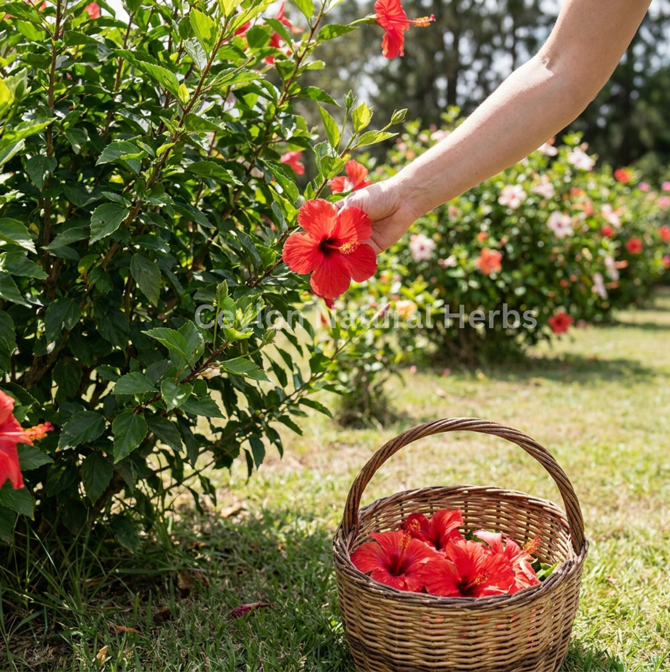 Export quality hibiscus flowers for herbal infusion 1kg