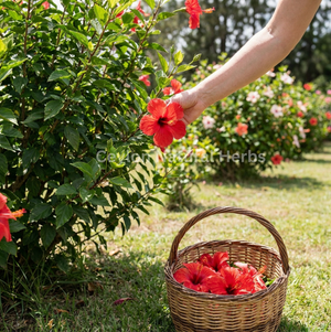 Export quality hibiscus flowers for herbal infusion 1kg