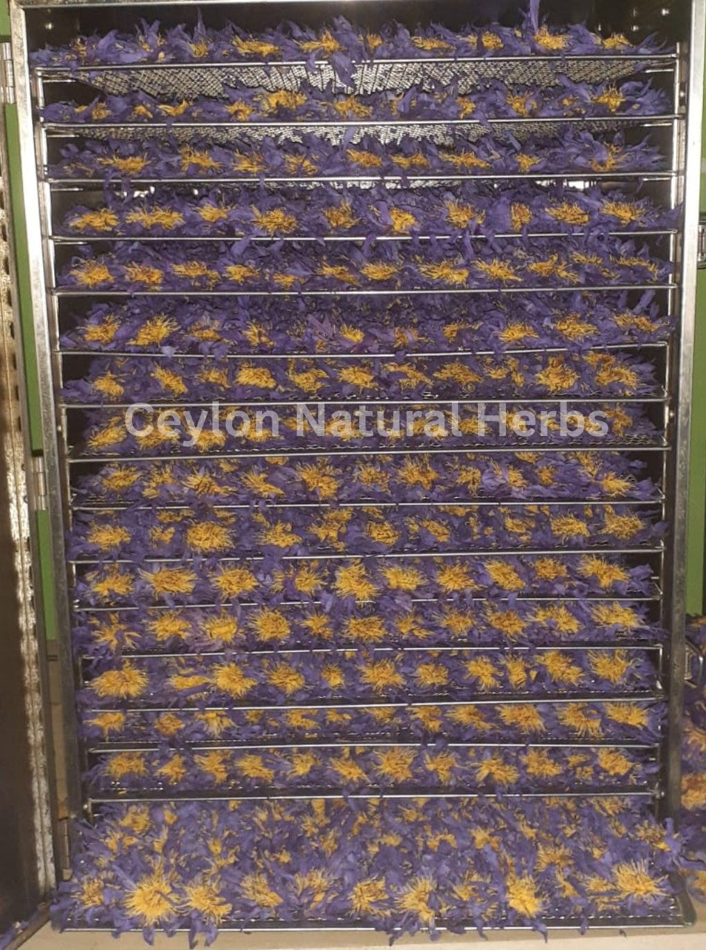 Natural dried Blue Lotus Flowers Petals pure herbal tea ingredient