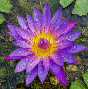 Natural dried Blue Lotus Flowers Petals pure herbal tea ingredient