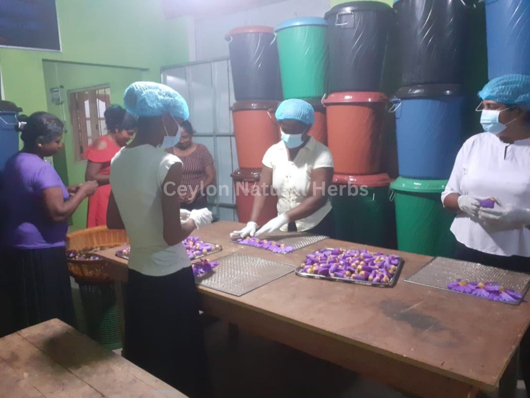 Natural dried Blue Lotus Flowers Petals pure herbal tea ingredient