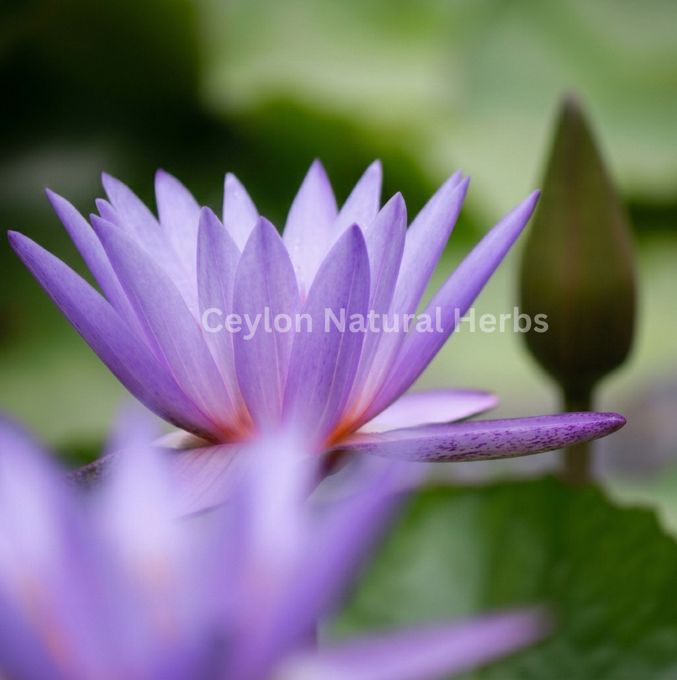 Premium dried Blue Lotus Flowers high quality herbal product