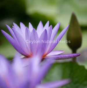 Premium dried Blue Lotus Flowers high quality herbal product