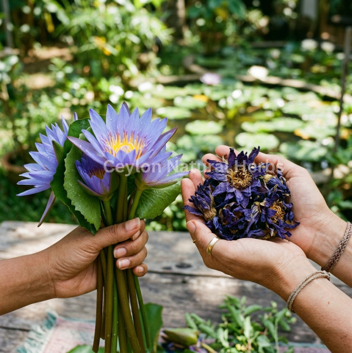 Premium dried Blue Lotus Flowers high quality herbal product