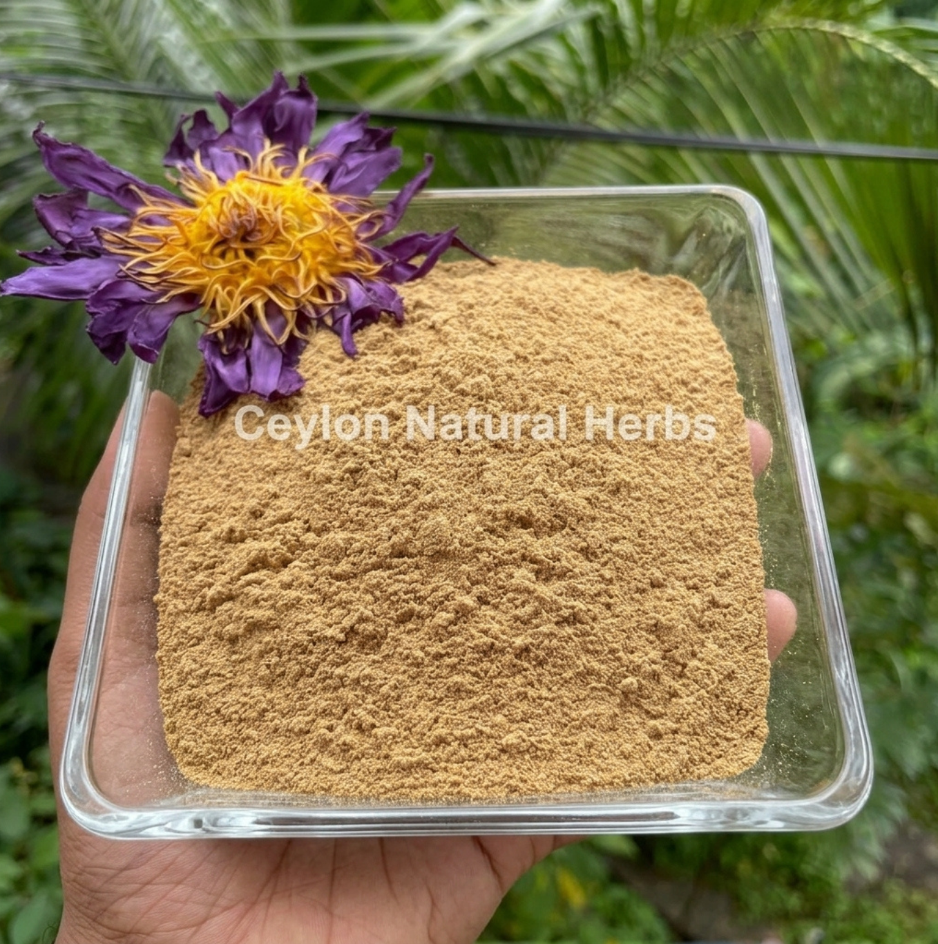 Pure dried Blue Lotus Flowers Powder natural herbal tea product