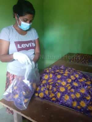 Pure dried Blue Lotus Flowers Powder natural herbal tea product