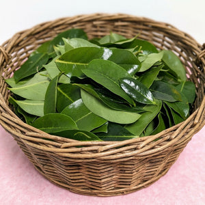 Export quality dried soursop leaves powder for global herbal tea market, premium graviola leaves powder 1kg