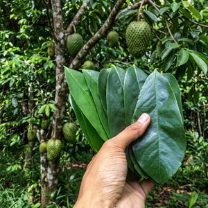 Dried soursop leaves for herbal tea, loose leaf graviola infusion, natural caffeine-free drink 1g