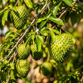 Dried soursop leaves for herbal tea, loose leaf graviola infusion, natural caffeine-free drink 1g