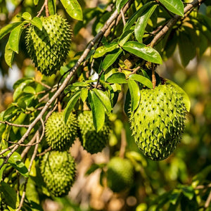 Dried soursop leaves for herbal tea, loose leaf graviola infusion, natural caffeine-free drink 1g