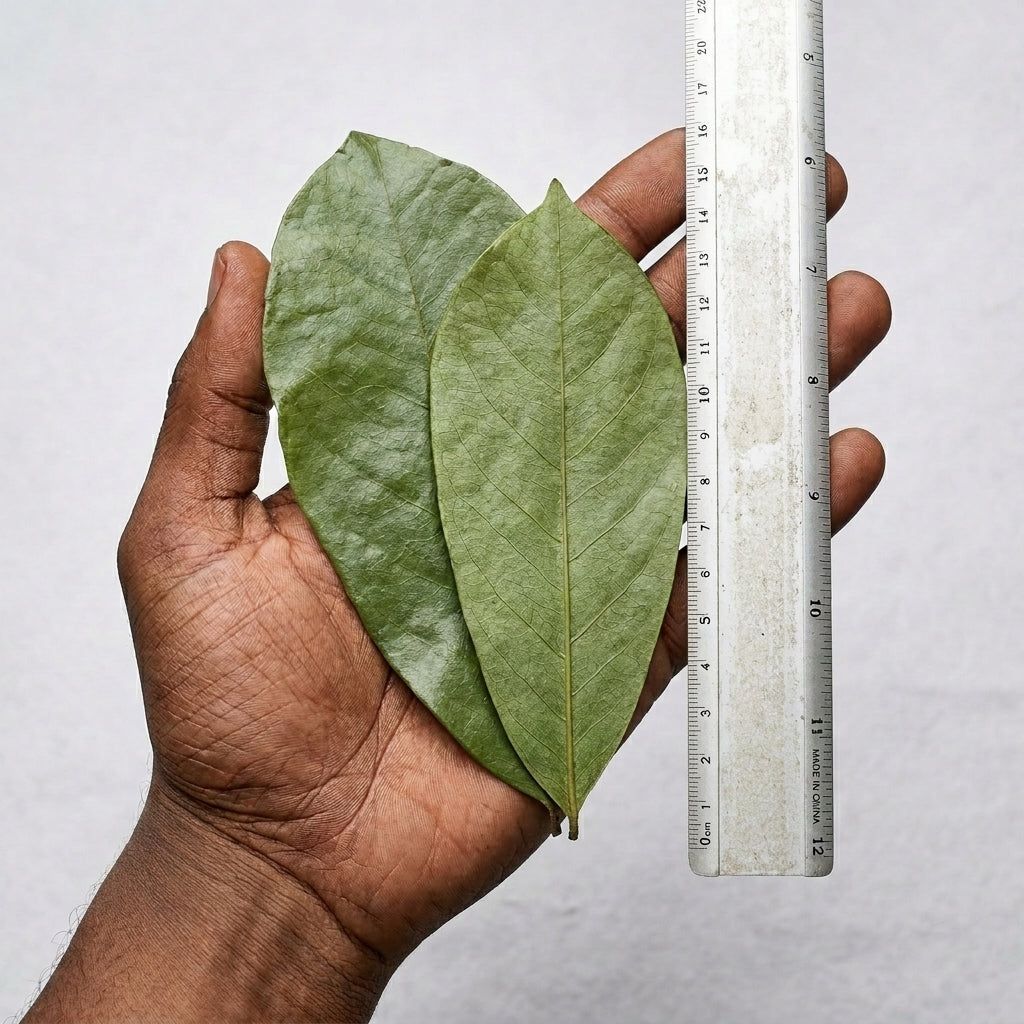 Dried soursop leaves for herbal tea, loose leaf graviola infusion, natural caffeine-free drink 1g