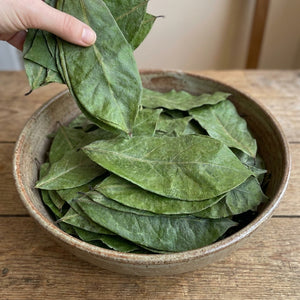 Dried soursop leaves for herbal tea, loose leaf graviola infusion, natural caffeine-free drink 1g