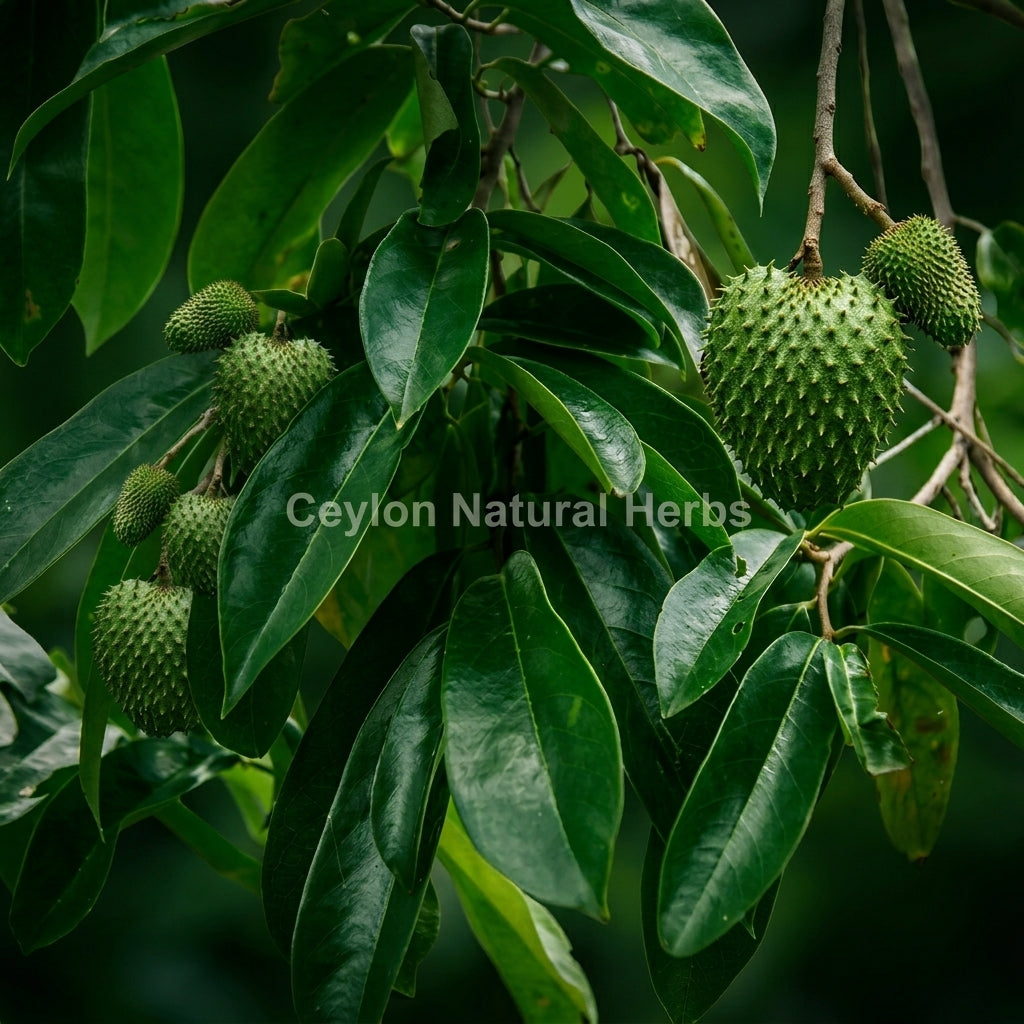 Tropical dried soursop leaves cut pieces for herbal infusion, exotic botanical tea leaves 1kg