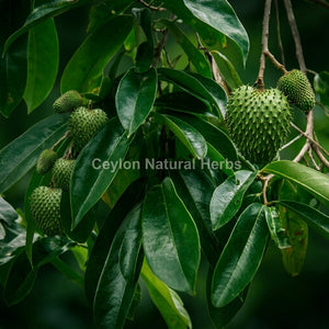 Tropical dried soursop leaves cut pieces for herbal infusion, exotic botanical tea leaves 1kg